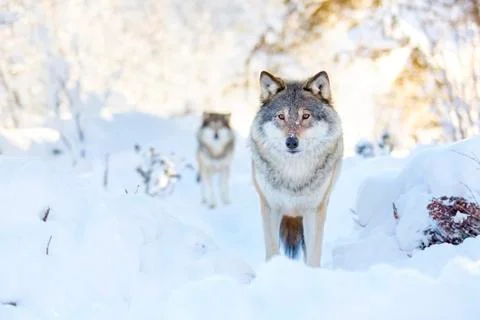 Two wolves in cold winter forest Stock Photos