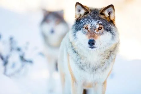 Two wolves in cold winter landscape Stock Photos