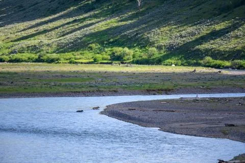 Two Wolves Cross River 写真素材