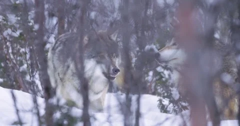 Two wolves in dense forest rivaling Stockbeeldmateriaal 72318764