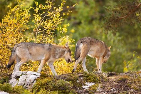 Two wolves exploring mossy rocks in autumn forest with golden foliage Stock Photos