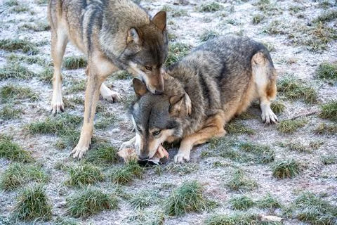 Two Wolves Interacting While One Nuzzles a Piece of Bone on Snowy Grass Stock Photos