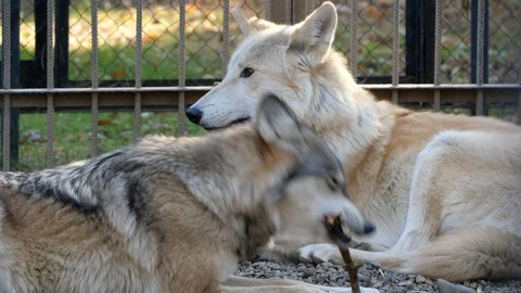 Two wolves lie in a cage. Stock Footage 118286150