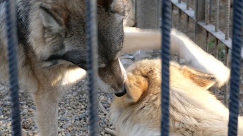 Two wolves lie in a cage. Stock Footage 118286198