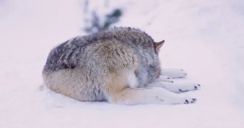 Two wolves, one cleaning himself and one sleeping Stock Footage 73657558