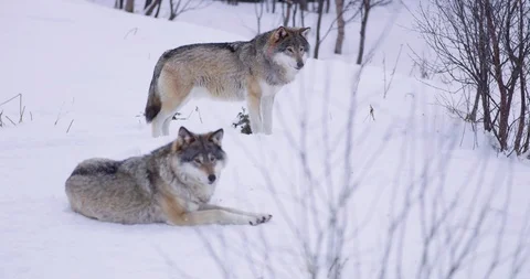 Two wolves in pack a cold winter evening in the forest Stock Footage 86129357
