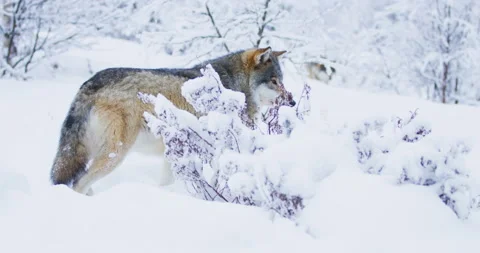 Two wolves in pack walking in cold winter forest Stock Footage 86636884