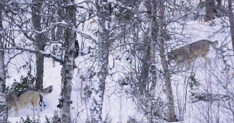 Two wolves patrolling pack territory Stockbeeldmateriaal 72320209