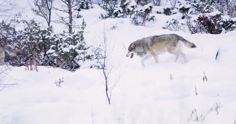 Two wolves patrolling pack territory in dense winter forest Stock Footage 72320463