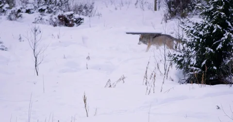 Two wolves patrolling pack territory Stock Footage 86302093
