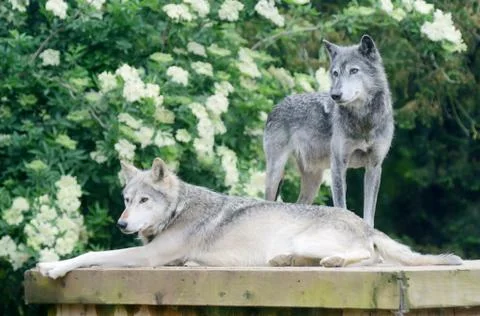 Two wolves Stock Photos