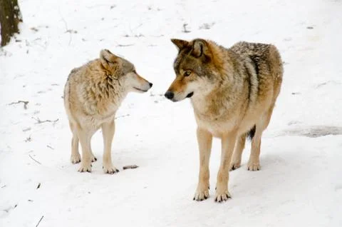 Two wolves Stock Photos
