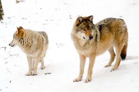 Two wolves Stock Photos