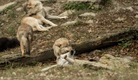 Two wolves play with each other Stock Photos