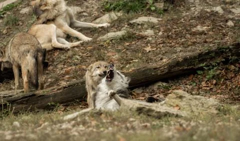 Two wolves play with each other Stock Photos