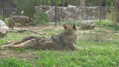 Two wolves resting Stock Footage 278924149