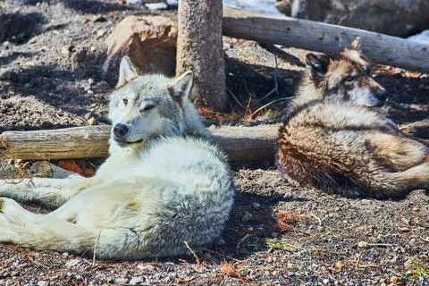 Two wolves resting on ground in early spring Stock-Fotos