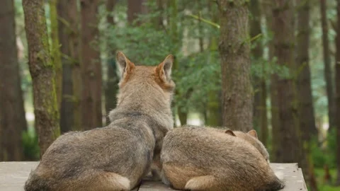Two Wolves Resting Peacefully in Scottish Highland Forest Vídeos de archivo 322148844