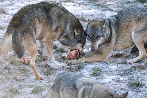 Two Wolves Share a Bone in a Rocky Outdoor Terrain, Wildlife Portrait Stock Photos