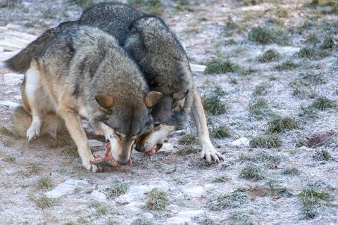 Two Wolves Sharing Raw Meat in a Frosty Outdoor Scene with Snow and Grass Stock Photos