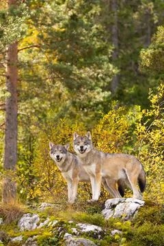 Two wolves standing alert in sunlit Scandinavian forest with mossy rocks and Stock Photos