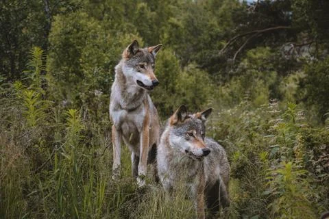 Two wolves standing in the forest Stock Photos