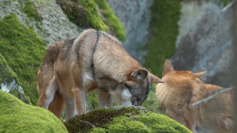 Two wolves standing on moss covers rocks in a wilderness Stock Footage 326059998