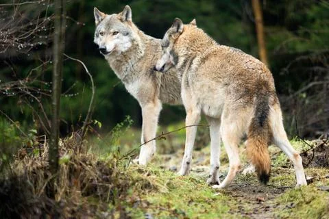 Two wolves standing in rainy forest. Stock Photos