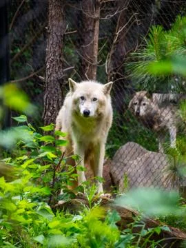 Two Wolves Staring at Camera, Forest Zoo Enclosure Stock Photos