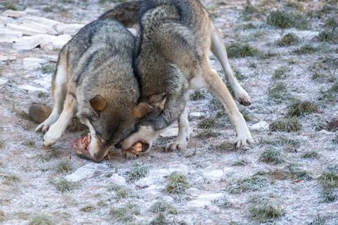 Two Wolves Tugging at a Carcass in a Rocky, Sparse Terrain Stock Photos