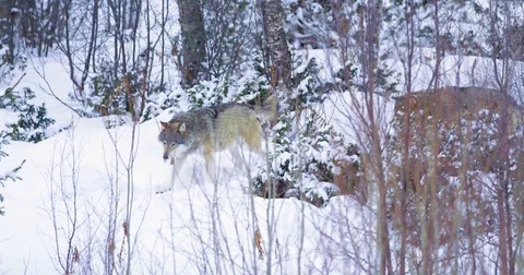 Two wolves walks in winter forest Stock Footage 71593301