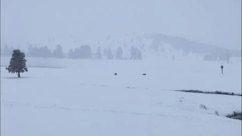 Two Wolves from the Wapiti Lake Wolf Pack Running Through the Snow Stock Footage 339373314