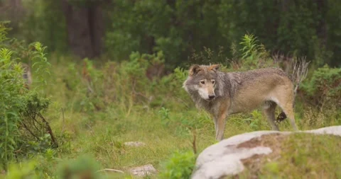 Two wolves in a wolf pack walking in the forest at summer Stock Footage 172259709