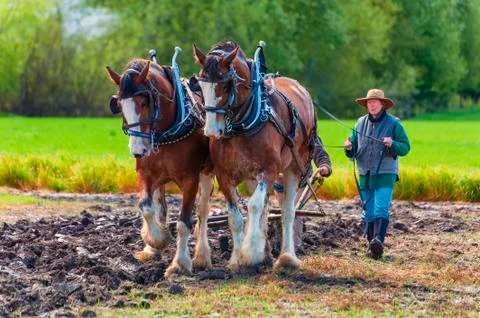Two women guide a plow pulled by draft horses Foto stock