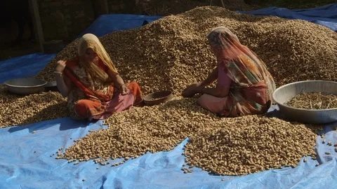 Two women sorting through a large pile of groundnuts, India. Stock Footage 95592959
