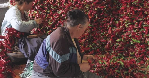 Two Women strings peppers to prepare them for drying Stock Footage 140755591