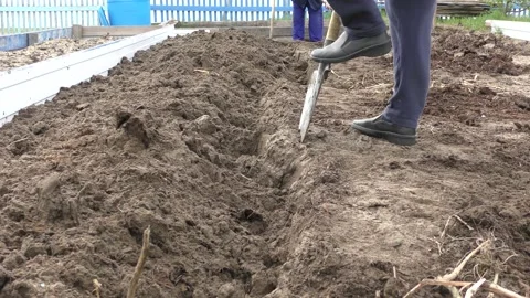 Two women work in the garden digging the ground with shovels Stock Footage 155070517