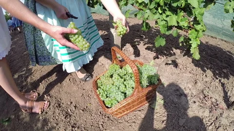 Two Women at Work in Vineyard Stock Footage 67352261
