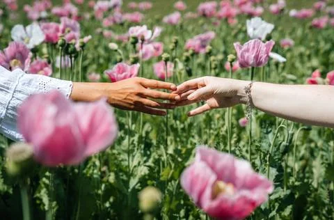 Two women's hands touch each other gently, a light touch of fingers in a field Foto stock