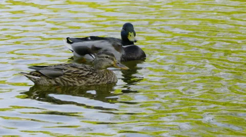 Two wonderful duck Stock Footage 55341284
