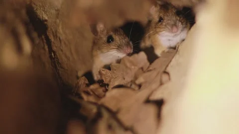 Two wood mice (Apodemus sylvaticus) inside underground den entrance close up 動画素材 341628367