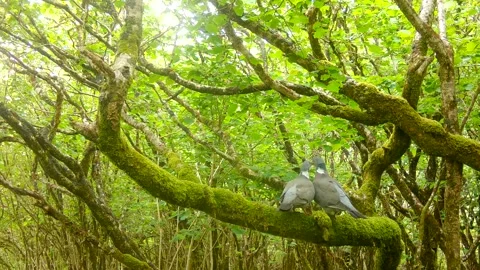 Two Wood Pigeons Canoodling on Tree Branch, Isle of Skye 库存影片 340460096