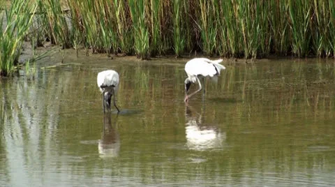 Two Wood Storks Feeding Stock Footage 26463095