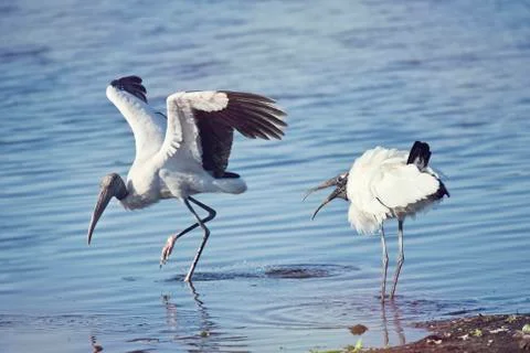 Two  wood storks fighting Stock Photos