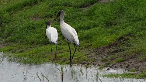 Two wood storks walking in the rain Stock Footage 342272033