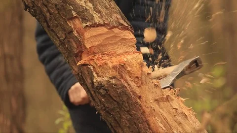 Two woodcutters cut a tree, chips, joint work, an ax, Stock Footage 75965902
