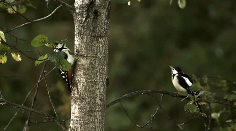Two woodpecker Stock Footage 29520072