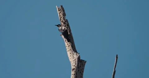 Two woodpeckers on a tree Stock Footage 288156360
