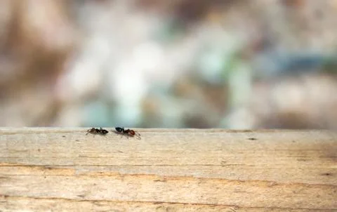 Two worker ants crawling across a wooden beam with a colorful, blurry bokeh Foto stock