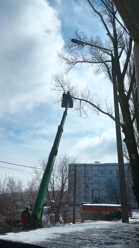Two workers on a forklift crane are pruning the high branches of a tree in the c Stock Footage 305816814